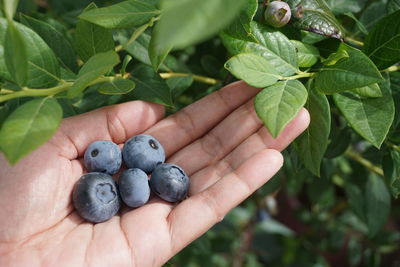 Close-up of hand holding fruit