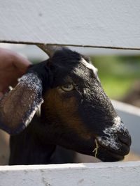 Close-up of hand feeding