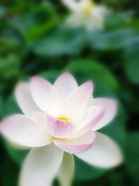 Close-up of flower blooming outdoors