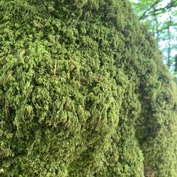 Close-up of moss growing on tree in forest