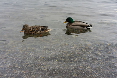 Duck swimming in a lake