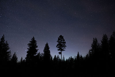 Low angle view of silhouette trees against stars sky at night