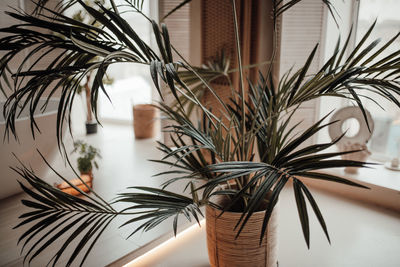 Close-up of potted plant