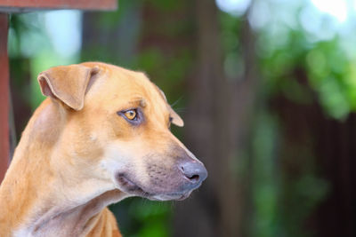 Close-up of dog looking away