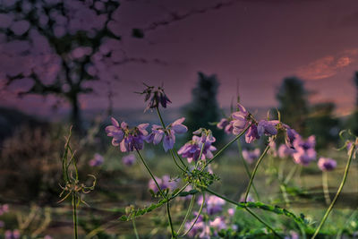 Close-up of pink flowering plants on field
