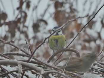 Close-up of bird perching on bare tree during winter