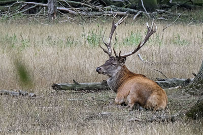 Deer relaxing on field