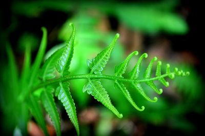 Close-up of wet leaves