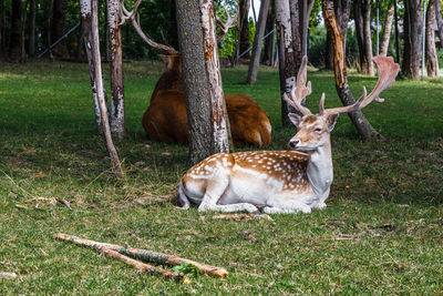 Close-up of a deer in a field. wild animal in the summer nature