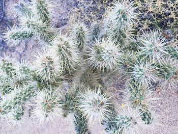 Close up of a cactus