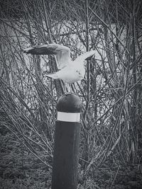 View of a bird on a tree