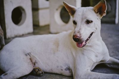 Close-up portrait of a dog lying down at home