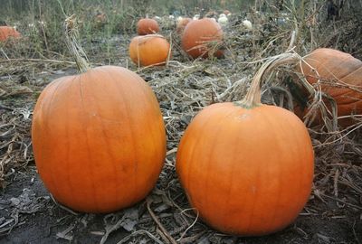 Close-up of pumpkins on field