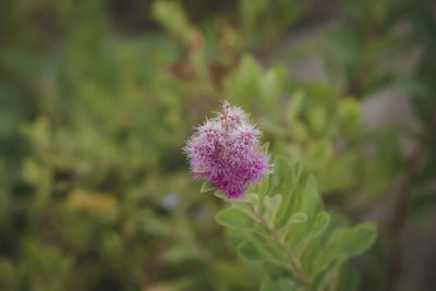 Close-up of purple thistle flower