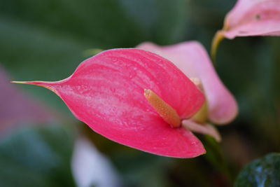 Close-up of pink rose flower