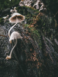 Close-up of mushroom growing on field