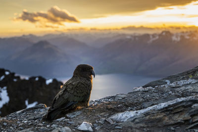 Bird perching on rock