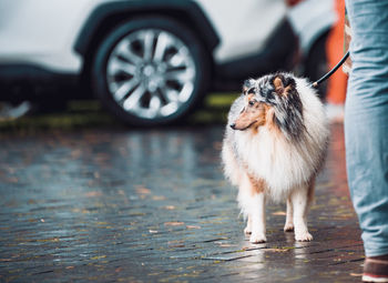 Dog looking away in a car