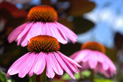 Close-up of purple coneflower blooming outdoors