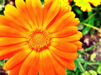 Close-up of yellow flower