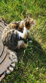 Cat lying on grass