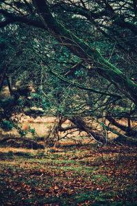 Trees growing in forest during autumn