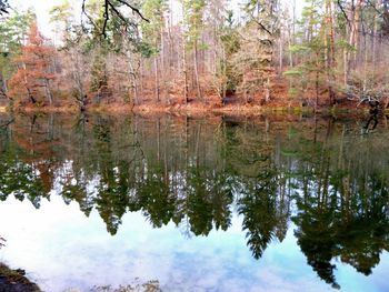 Reflection of trees in lake against sky