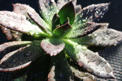 Close-up of raindrops on succulent plant