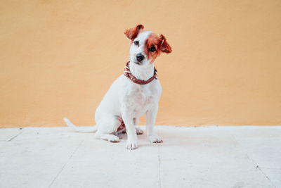 Portrait of dog looking away while sitting on wall