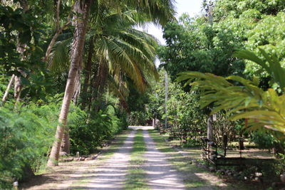 Footpath amidst palm trees in forest