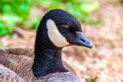 Close-up of a bird