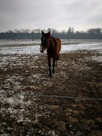 Horse standing on snow covered landscape