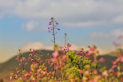 Close-up of pink flowers blooming against sky