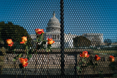 Orange flowering plants on chainlink fence against sky