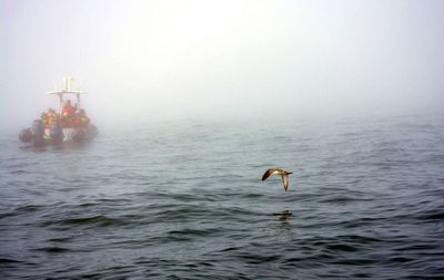 View of bird in sea