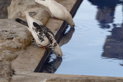 Close-up of hand holding bird in water