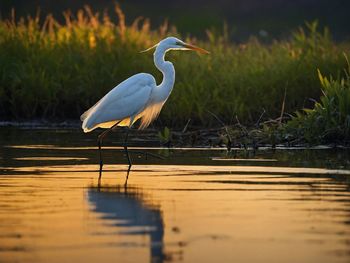 Gray heron in lake