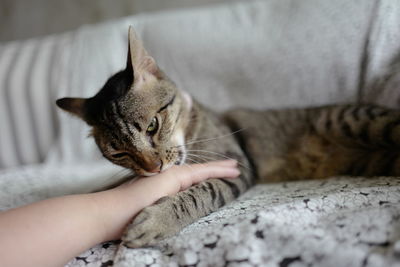 Close-up of hand holding cat