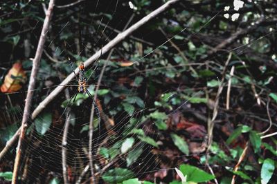 Close-up of spider on web