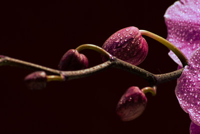 Close-up of pink flower buds against black background