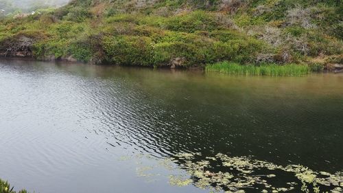 Scenic view of lake by trees