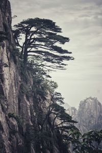 View of tree against rock formation