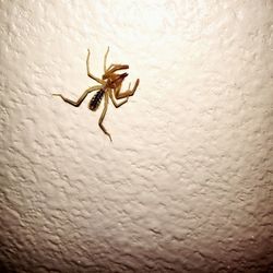 Close-up of spider on wall