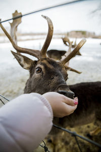 Cropped hand feeding deer during winter