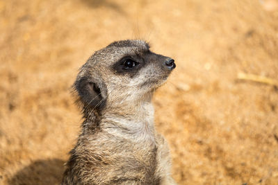 Close-up of a meerkat looking away