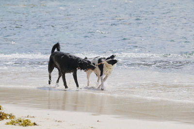 Dogs playing with stick on beach