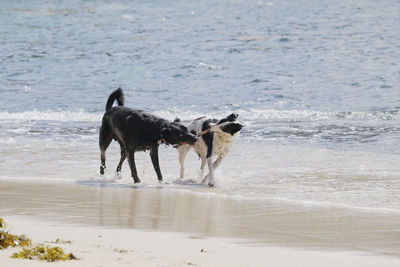 Dog on beach