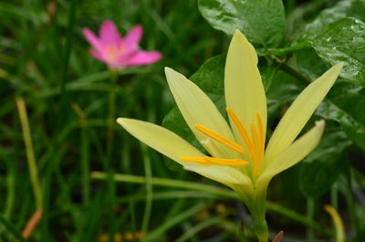 Close-up of crocus blooming outdoors