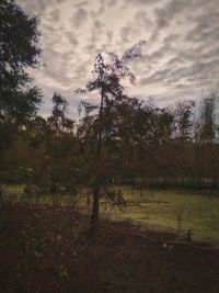 Trees on field against sky
