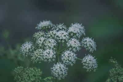 Close-up of dandelion